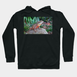 Water Dragon in Maleny Queensland Hoodie